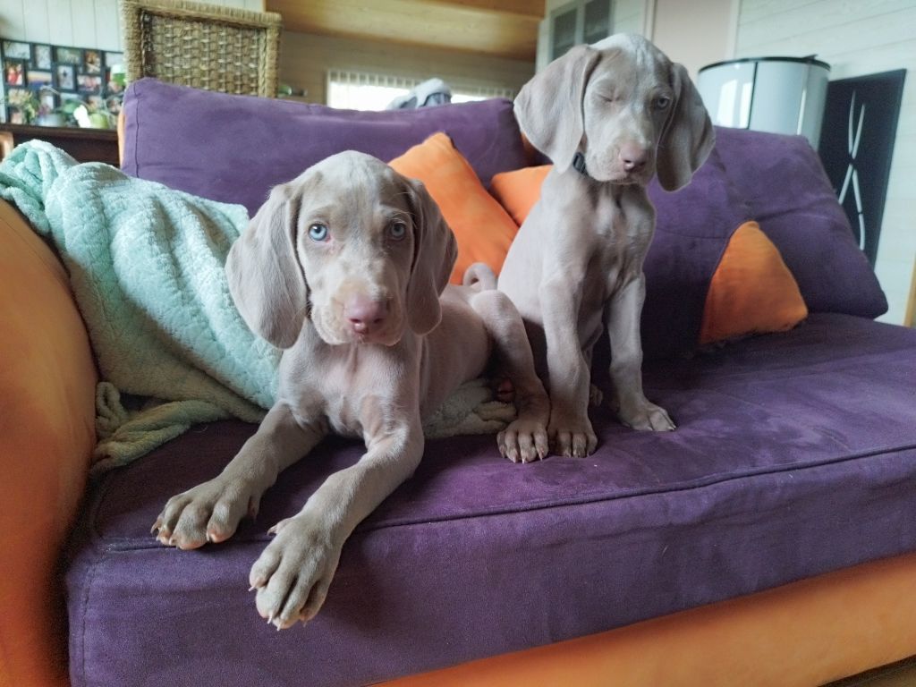 De Sealiah Du Montcelet - Chiots disponibles - Braque de Weimar